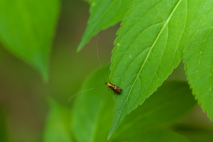 z\IrqQiK Nemophora aurifera