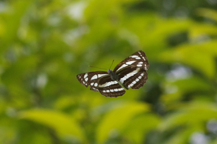 Common glider butterfly R~XW 