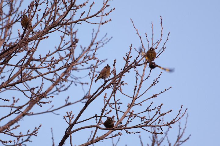 Oriental Greenfinch Jq