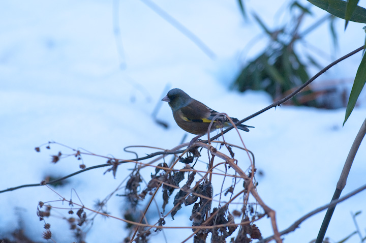 Oriental Greenfinch Jq