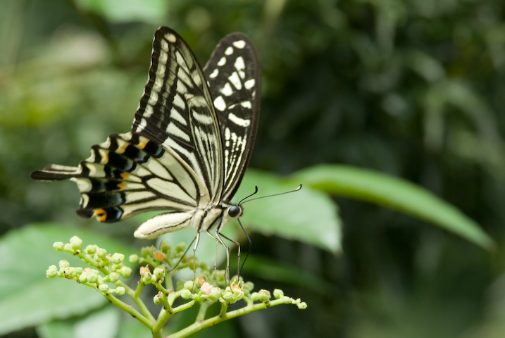 Papilioxuthus Linnaeus  AQn`E