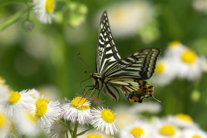  	Papilioxuthus Linnaeus AQn`E