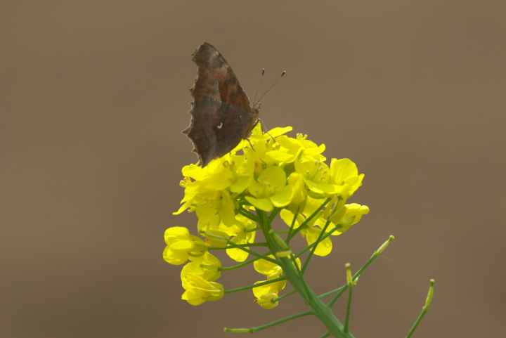 Polygonia c-aureum L^en 