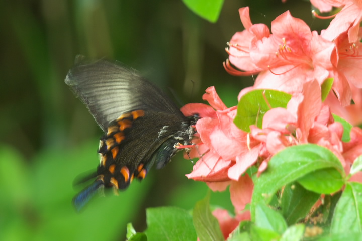 Papilio bianor JXAQn 