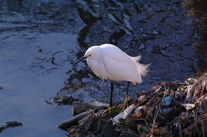 Egretta garzetta RTM