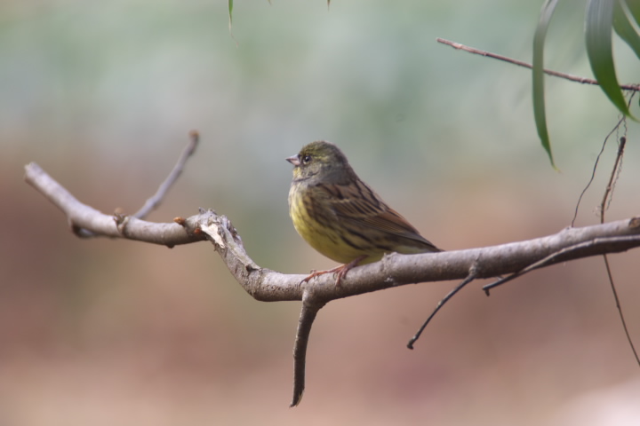 AIW.Emberiza spodocephala.