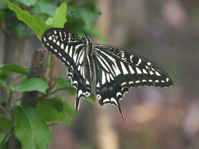 AQn`E Papilioxuthus Linnaeus