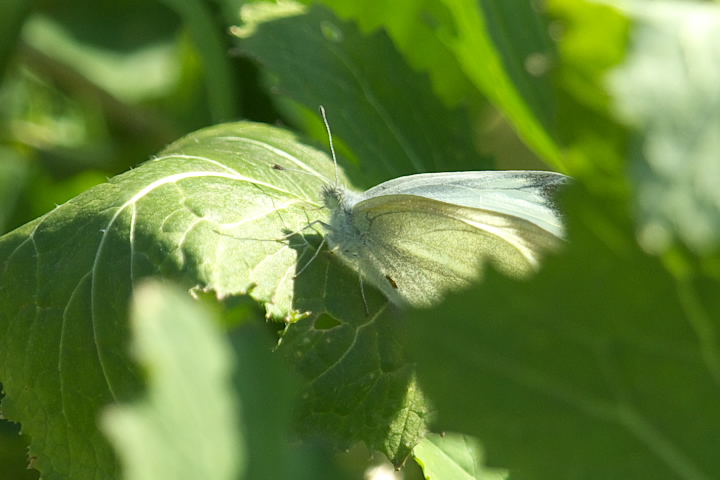 Pieris rapae V`E 