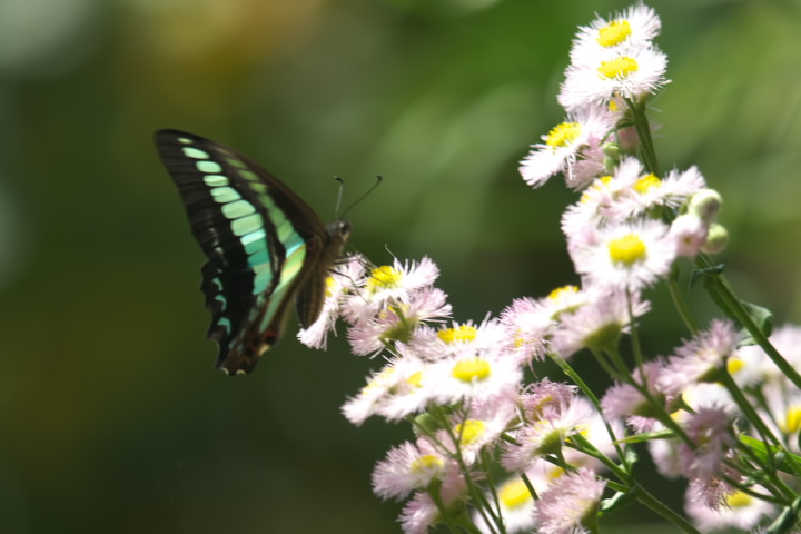 Graphium sarpedon AIXWAQn 