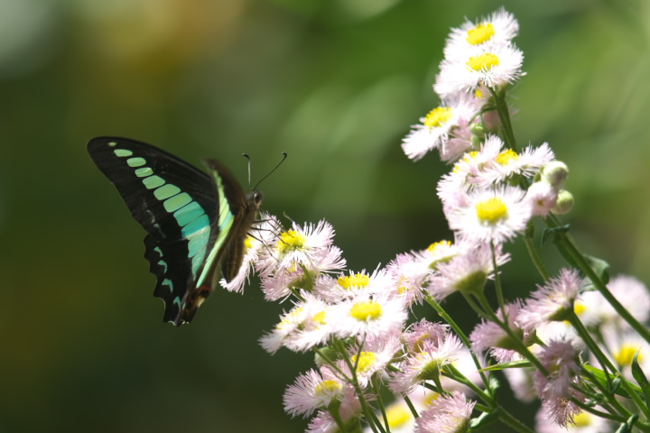 Graphium sarpedon AIXWAQn 