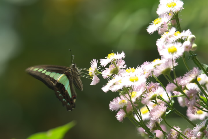 Graphium sarpedon AIXWAQn 