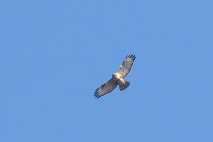 mX Buteo buteo