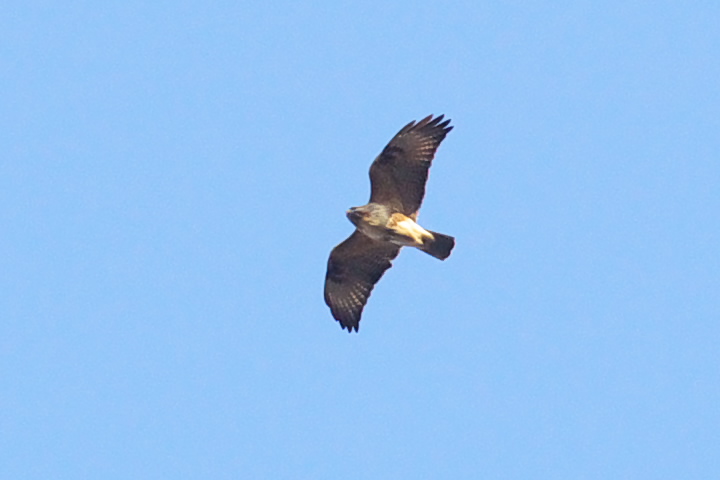 Buteo buteo mX 