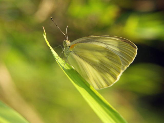 V`E Pieris rapae