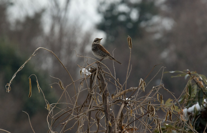 Turdus naumanni  cO~