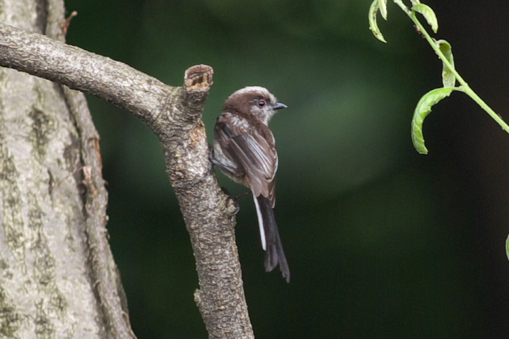 Aegithalos caudatus  GiK