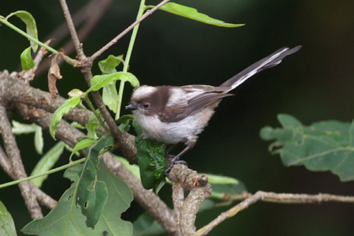 Aegithalos caudatus  GiK