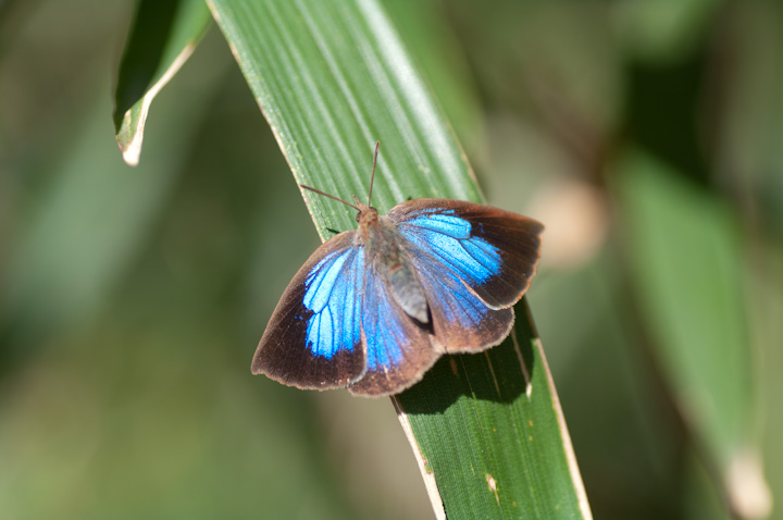 Narathura japonica TLVW~