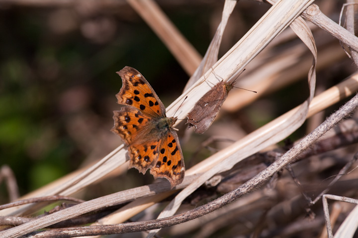 Polygonia c-aureum  	L^en