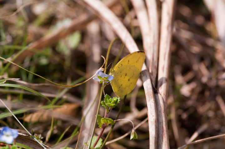 Eurema hacabe L`E