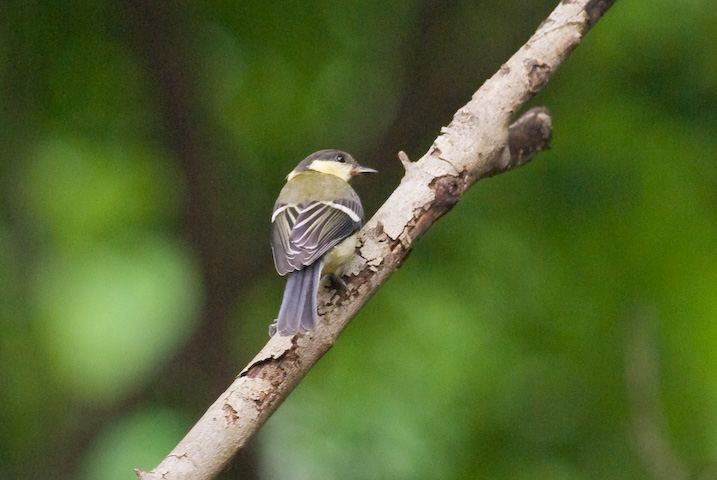 Parus major VWEJ