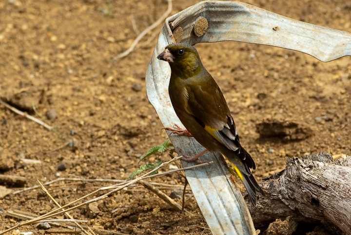 Carduelis sinica Jq