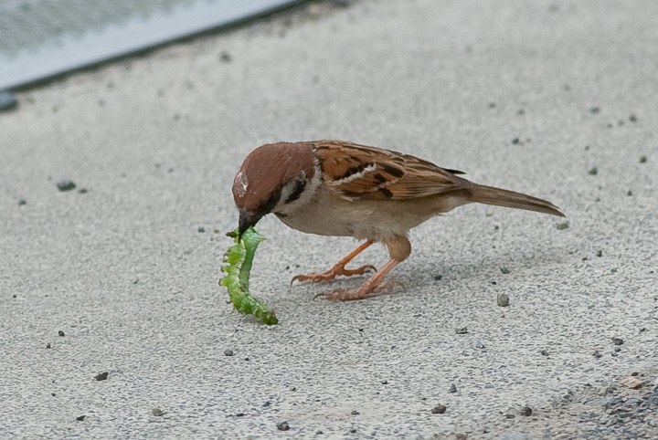 Passer montanus XY