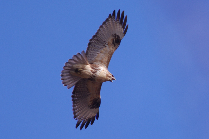 Buteo buteo mX