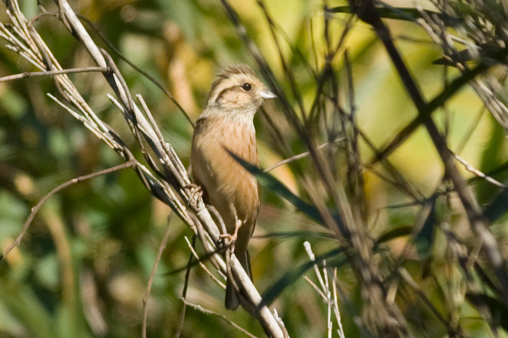 Emberiza cioides zIW 