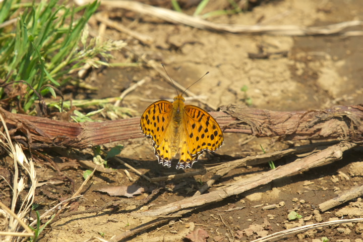 Argyreus hyperbiusi c}OqE 