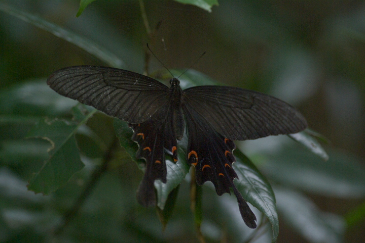Papilio macilentus IiKAQn