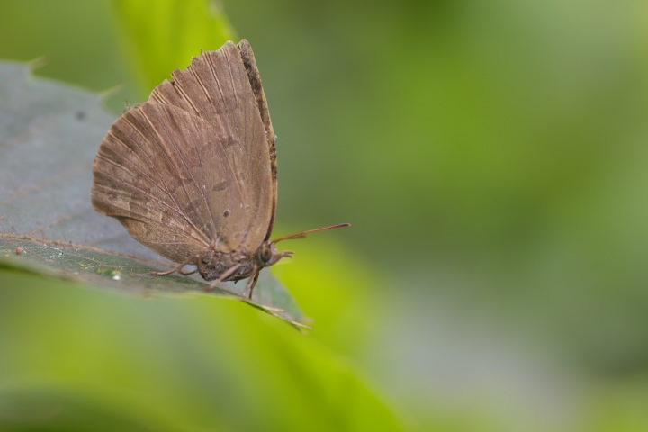 Narathura japonica TLVW~ 