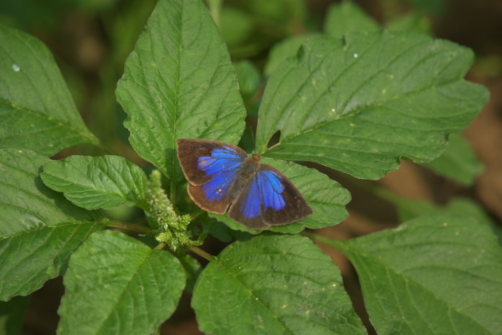 Narathura japonica TLVW~ 