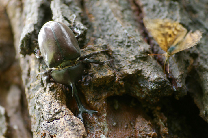 JugV Allomyrina dichotoma