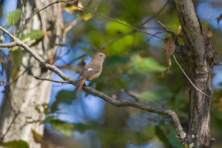 Phoenicurus auroreus  WEr^L