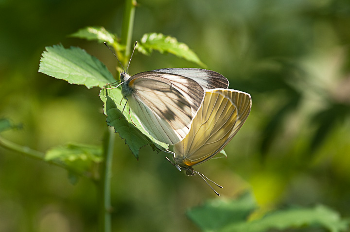 Pieris rapae V`E