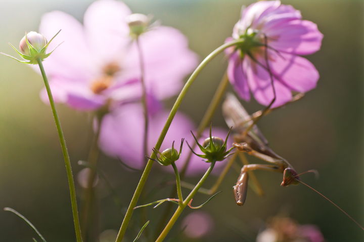 Tenodera aridifolia 	praying mantis 	IIJ}L