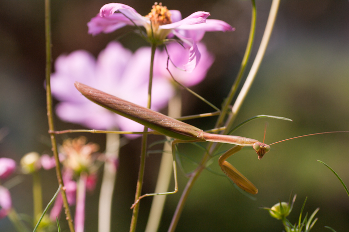 Tenodera aridifolia 	praying mantis 	IIJ}L