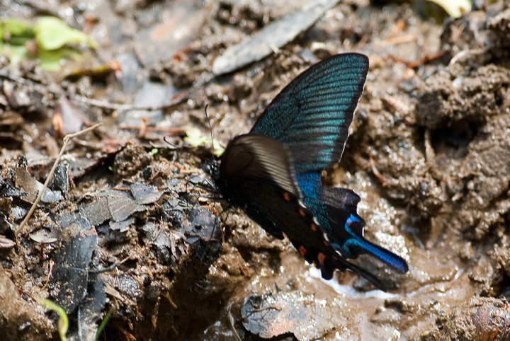 Papilio bianor JXAQn