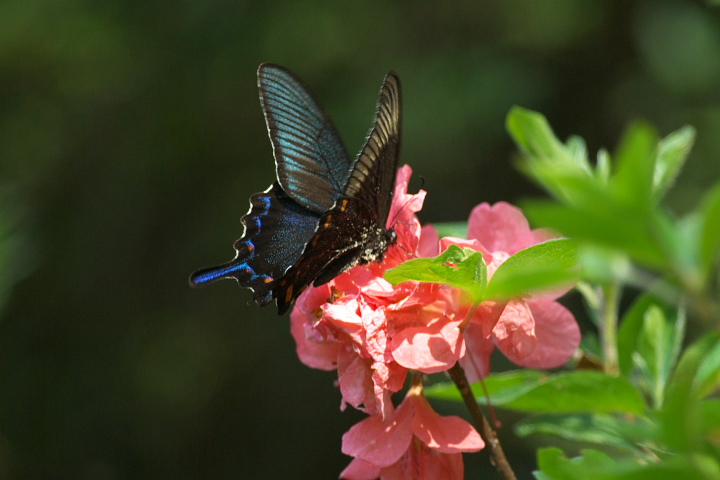 Papilio bianor JXAQn