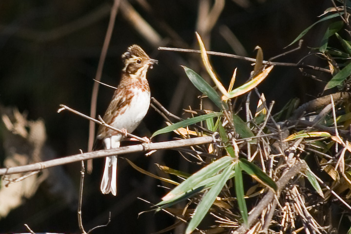 JV_J Emberiza rusica