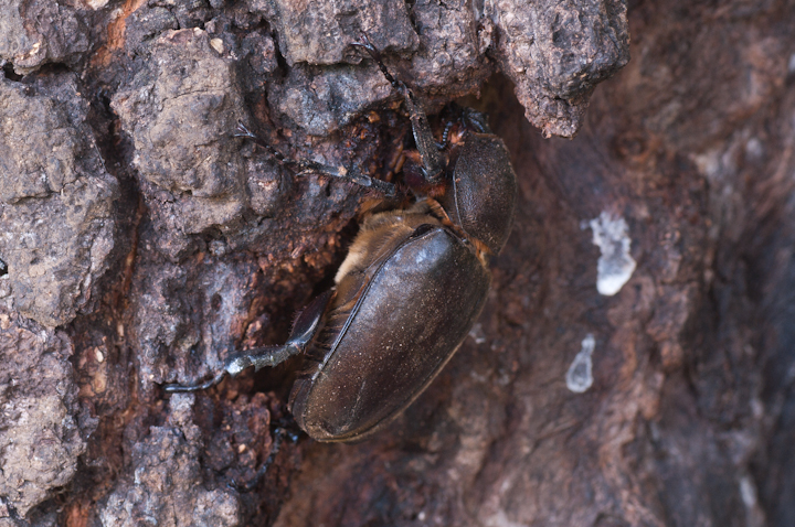 Allomyrina dichotoma	Japanese dynastid beetle	JugV