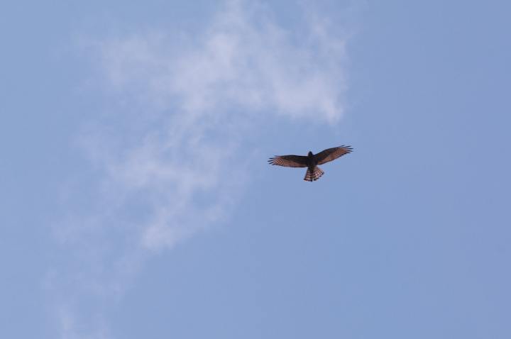 Accipiter gentilis	Northern goshawk	II^J