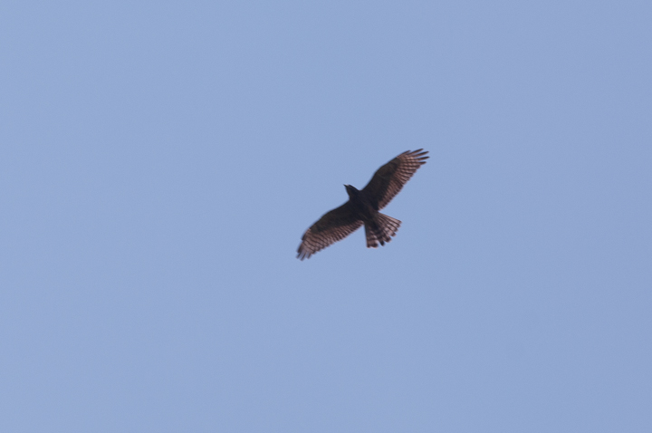 Accipiter gentilis	Northern goshawk	II^J