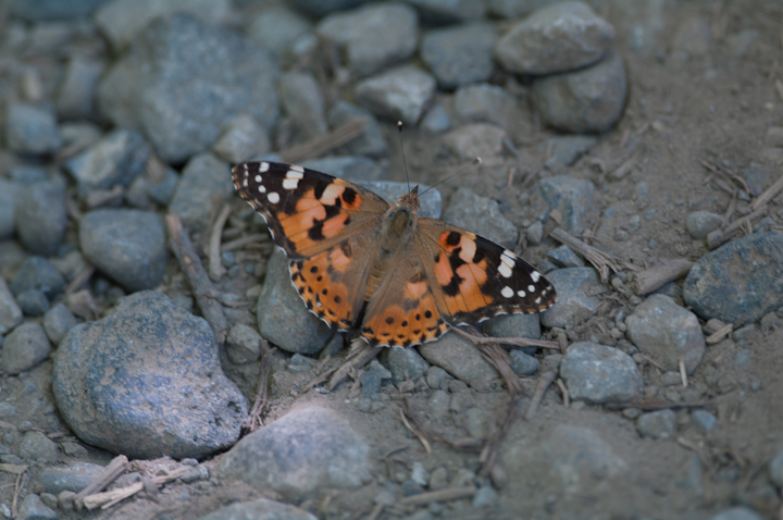 Cynthia cardui	Painted Lady	qAJ^en