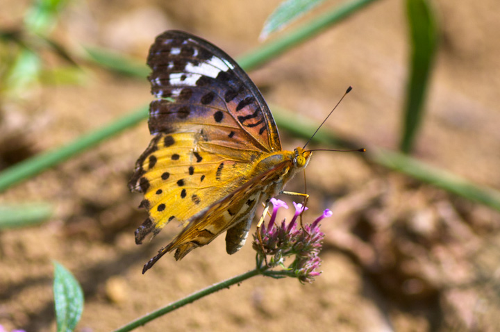 Argyreus hyperbiusi	c}OqE