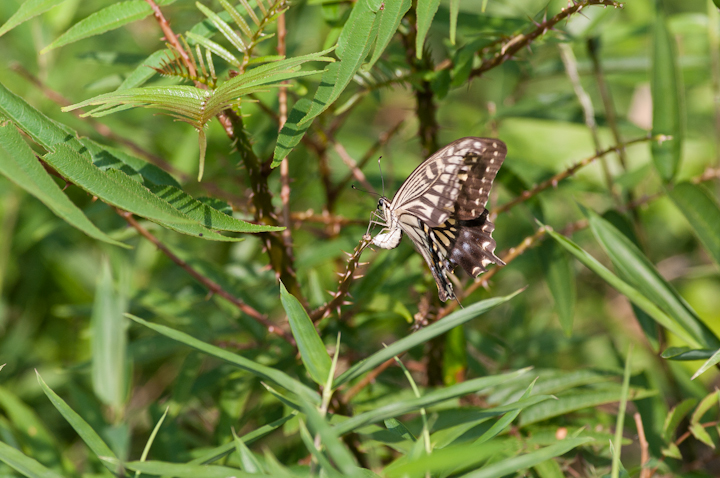 Papilioxuthus LinnaeusAQn`E