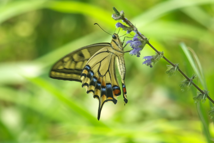 Papilio machaon LAQn