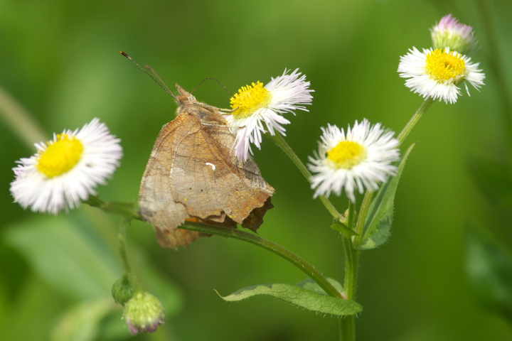 Polygonia c-aureum L^en