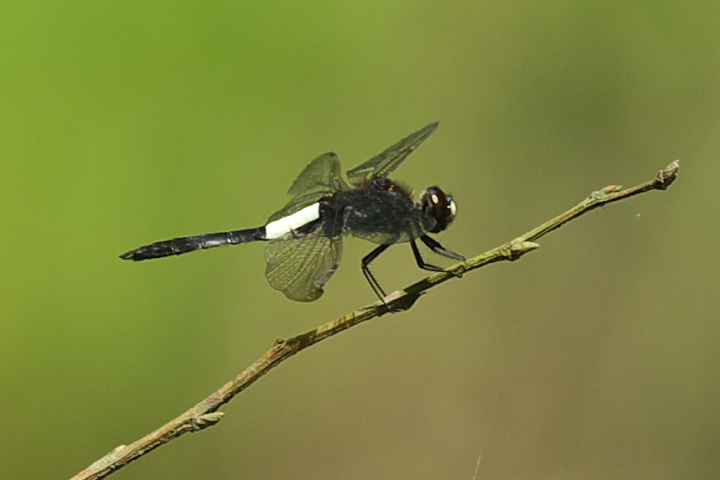 Pseudothemis zonata RVALg{